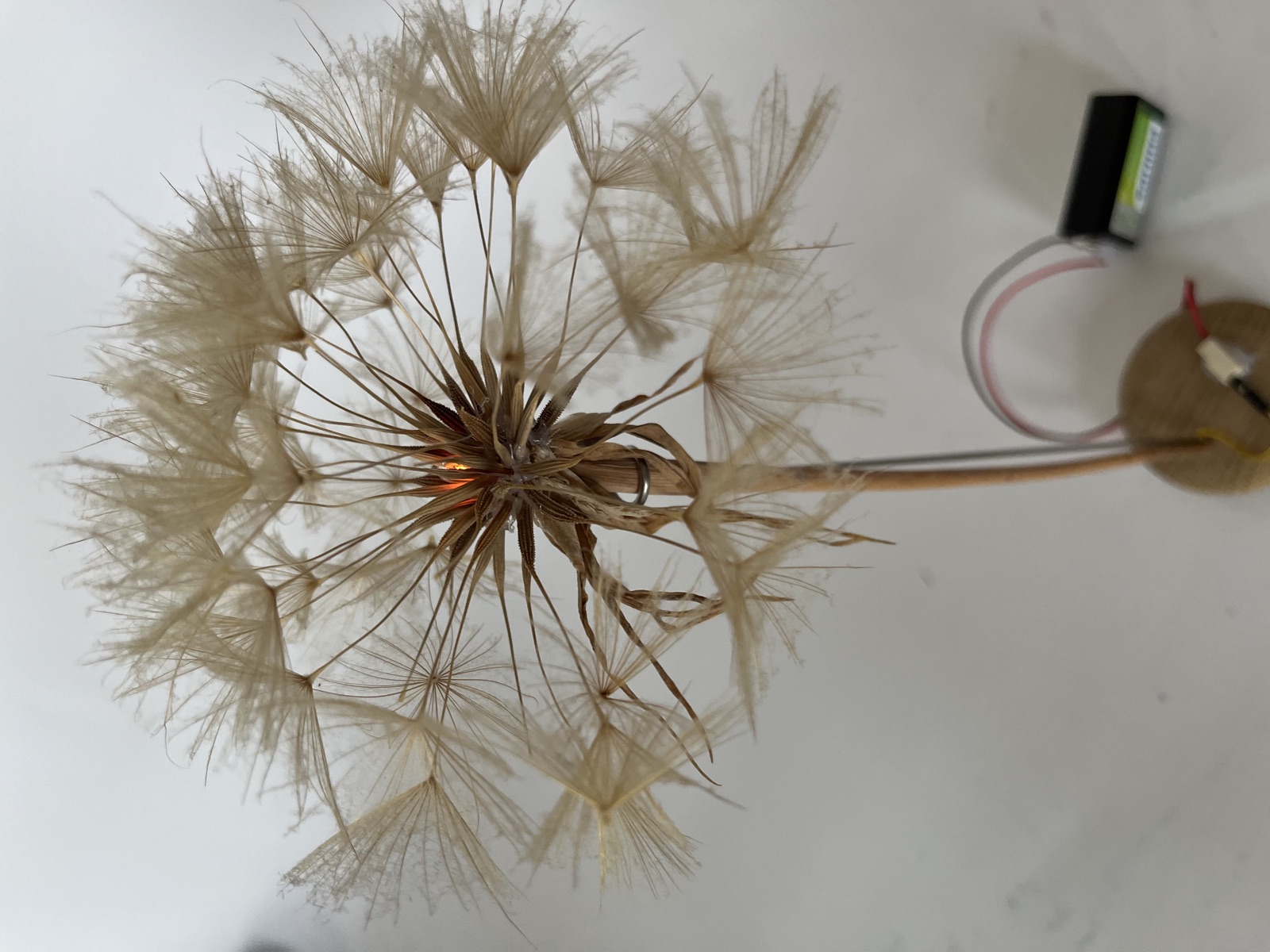 MORGENSTER LAMP